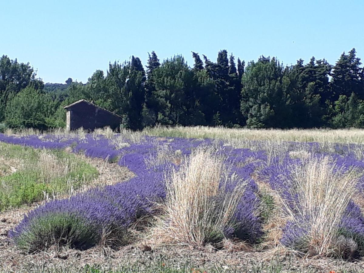 La Petite Maison Dans Les Vignes * Chamaret
